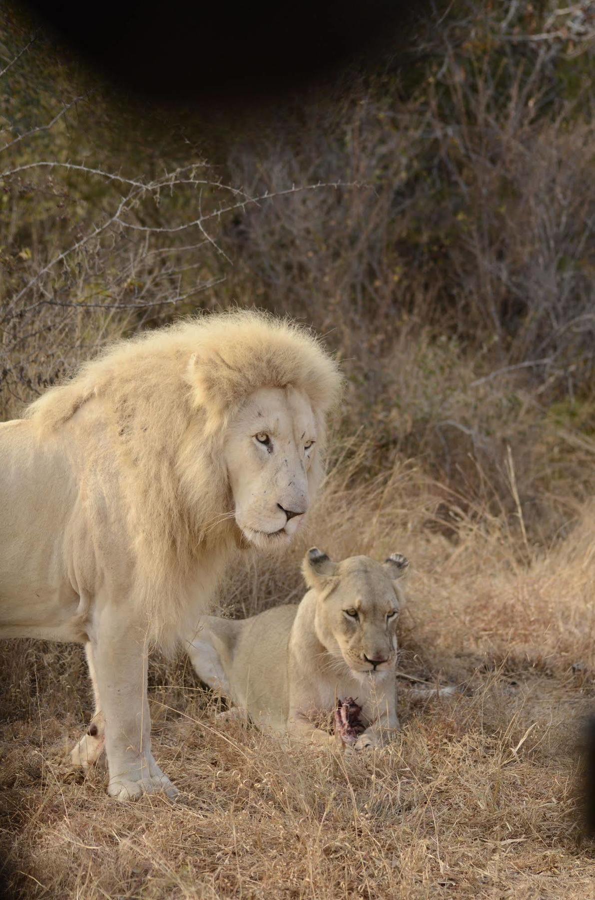 Bona Bona Game Lodge Wolmaransstad Екстер'єр фото