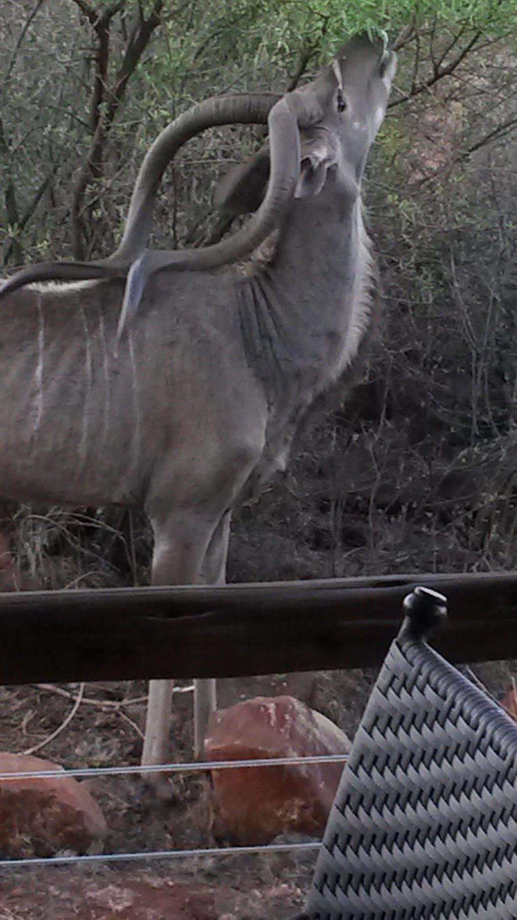 Bona Bona Game Lodge Wolmaransstad Екстер'єр фото