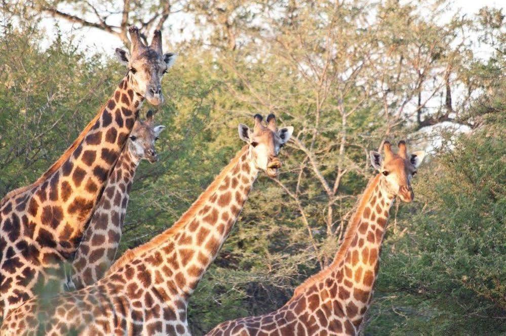 Bona Bona Game Lodge Wolmaransstad Екстер'єр фото