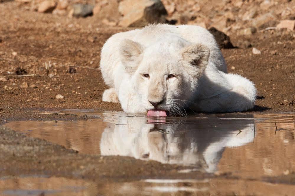 Bona Bona Game Lodge Wolmaransstad Екстер'єр фото